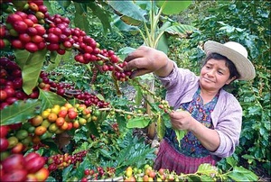 Guatemala_kohvi